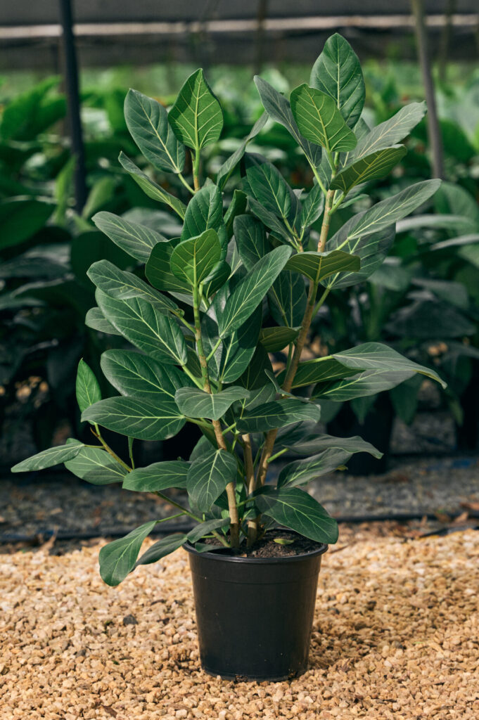 Ficus – Indoor Plant Growers
