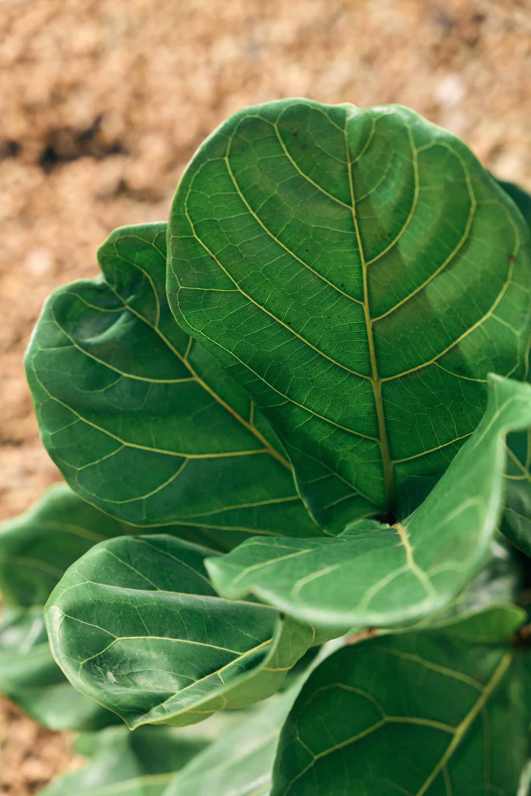Ficus Lyrata 250mm - Image 6
