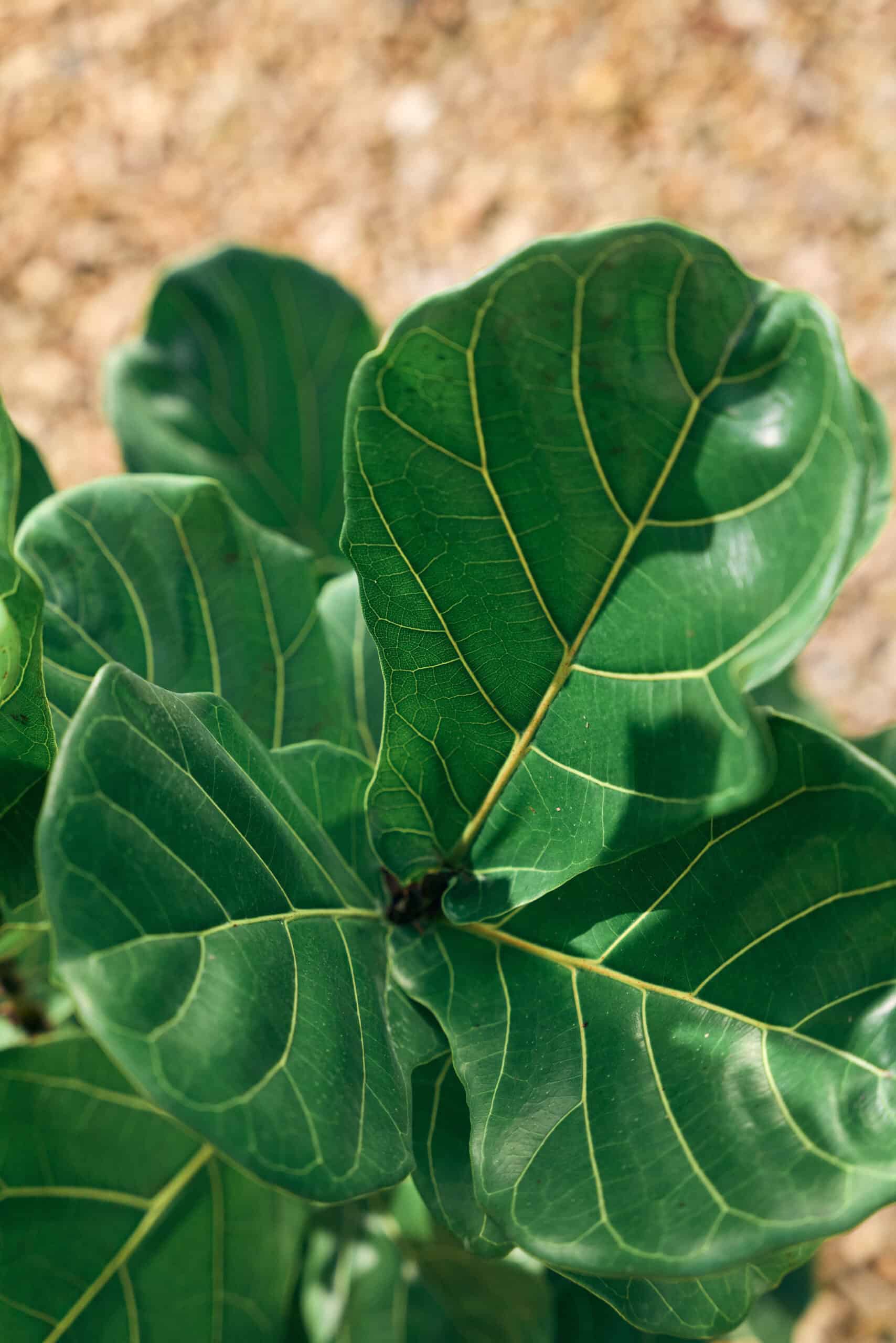 Ficus Lyrata 250mm - Image 5