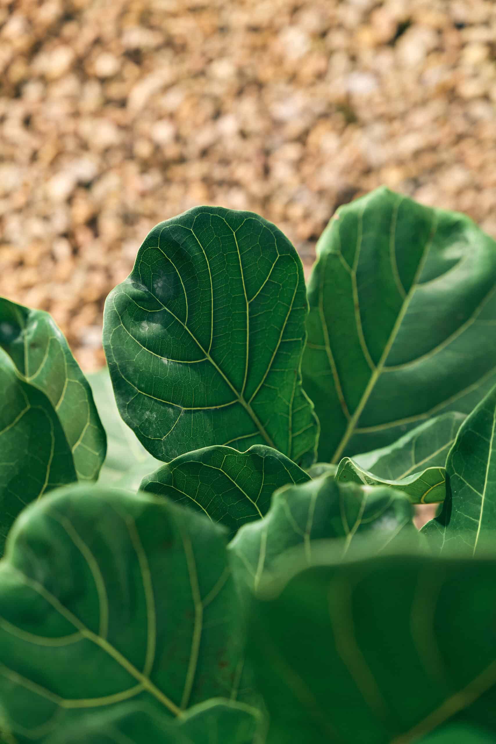 Ficus Lyrata 250mm - Image 4