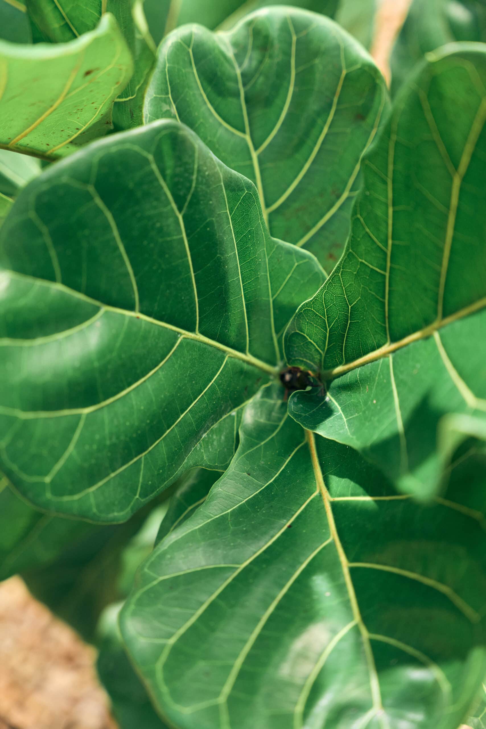 Ficus Lyrata 250mm - Image 3