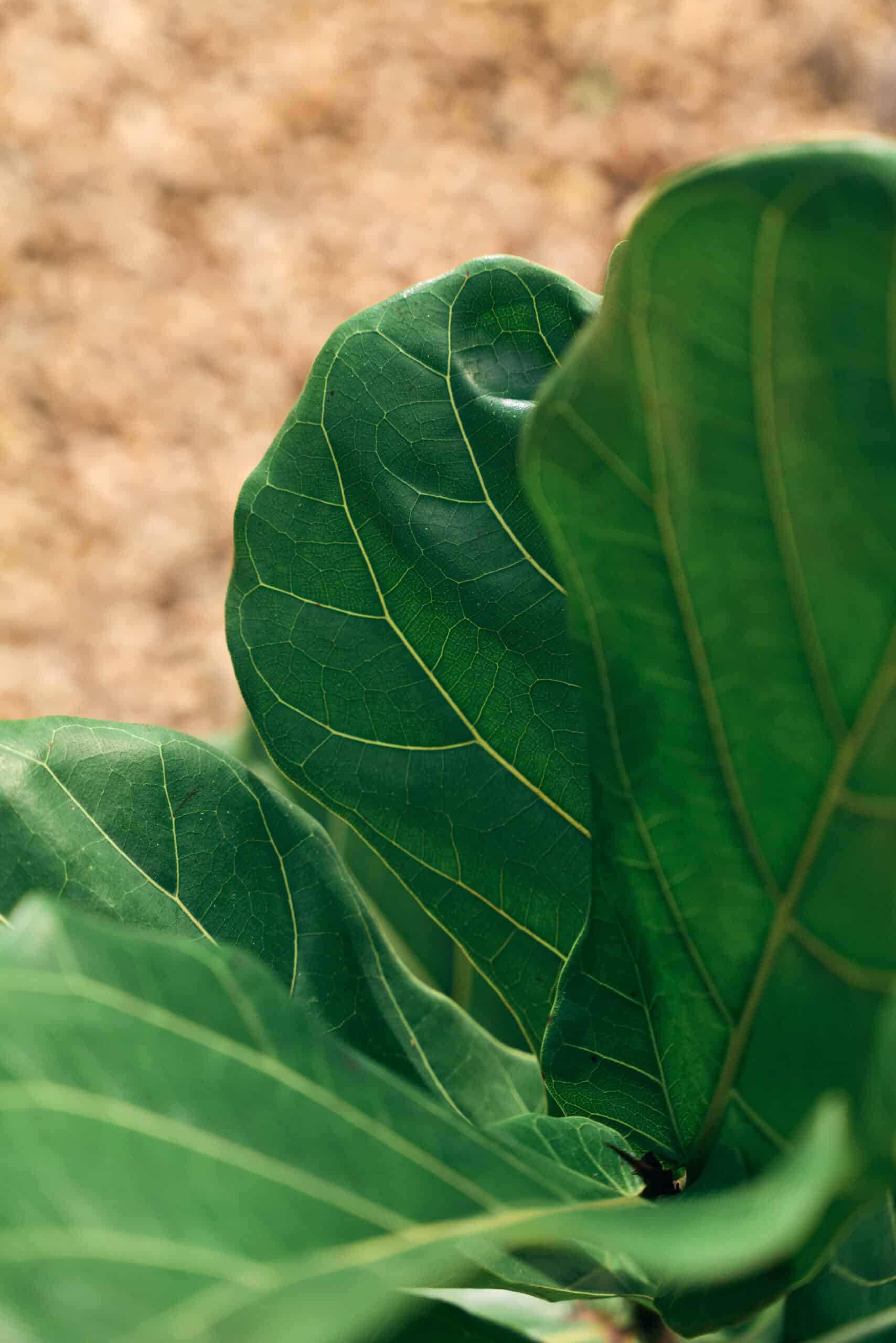 Ficus Lyrata 250mm - Image 2