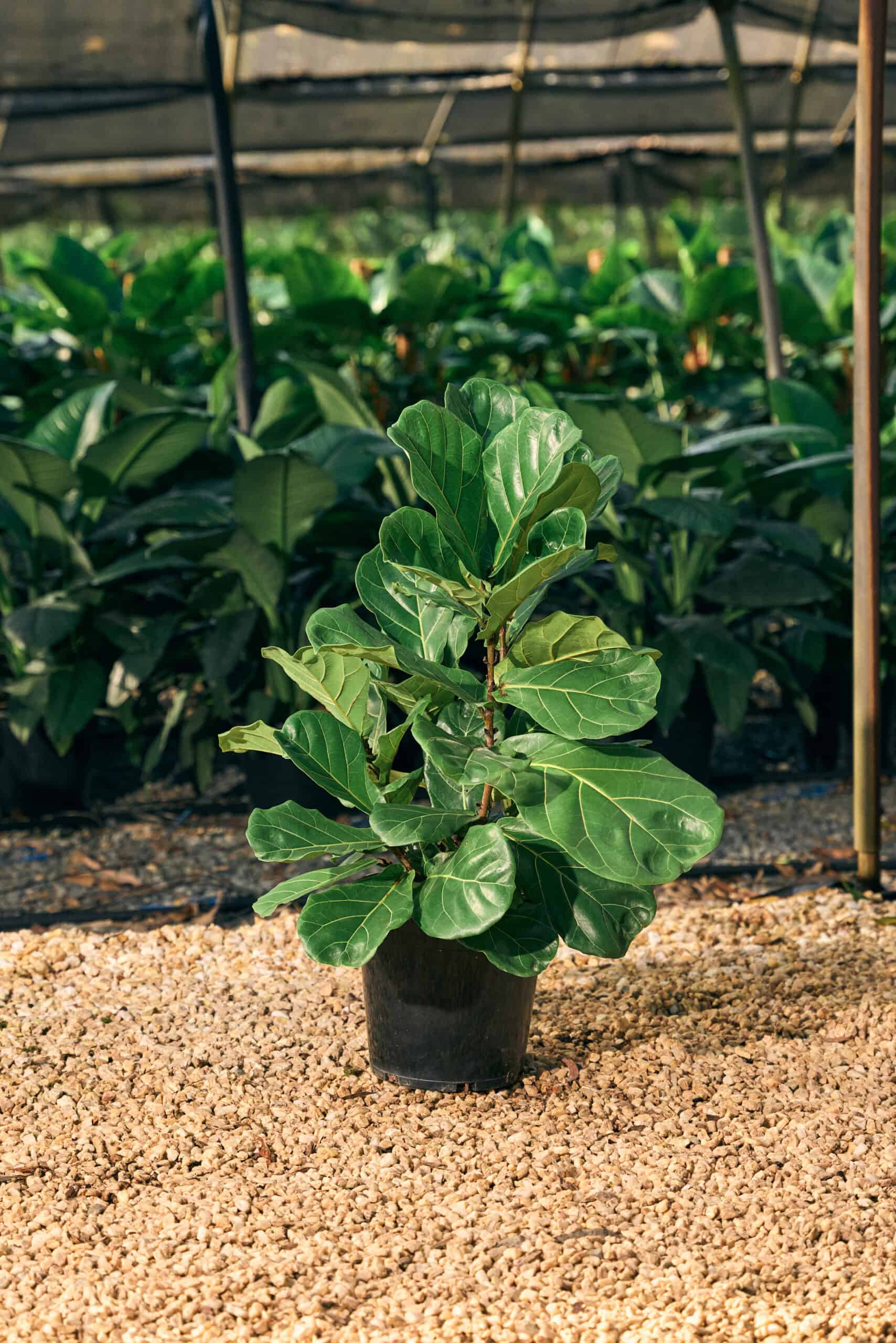 Ficus Lyrata 250mm