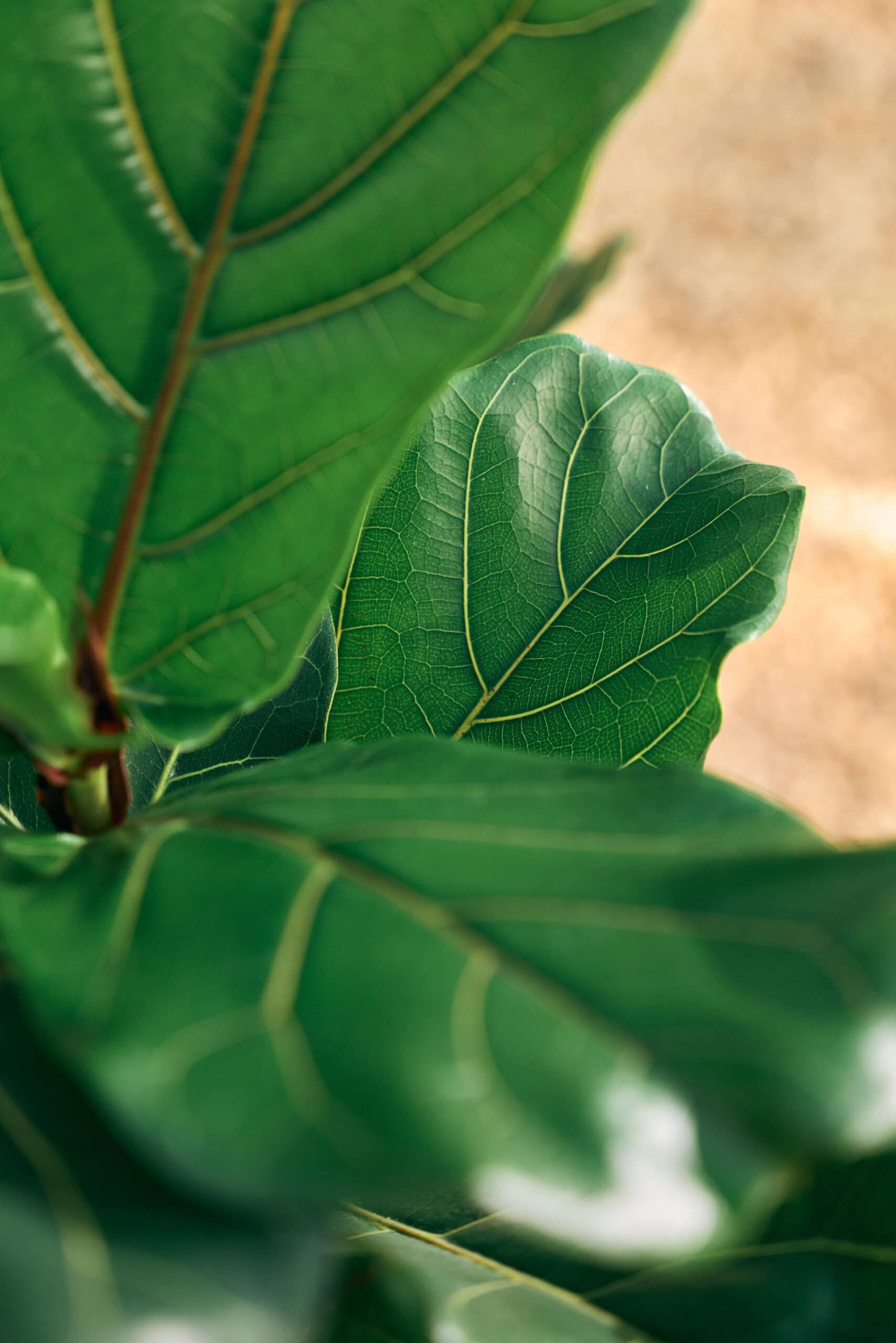 Ficus Lyrata 300mm - Image 6