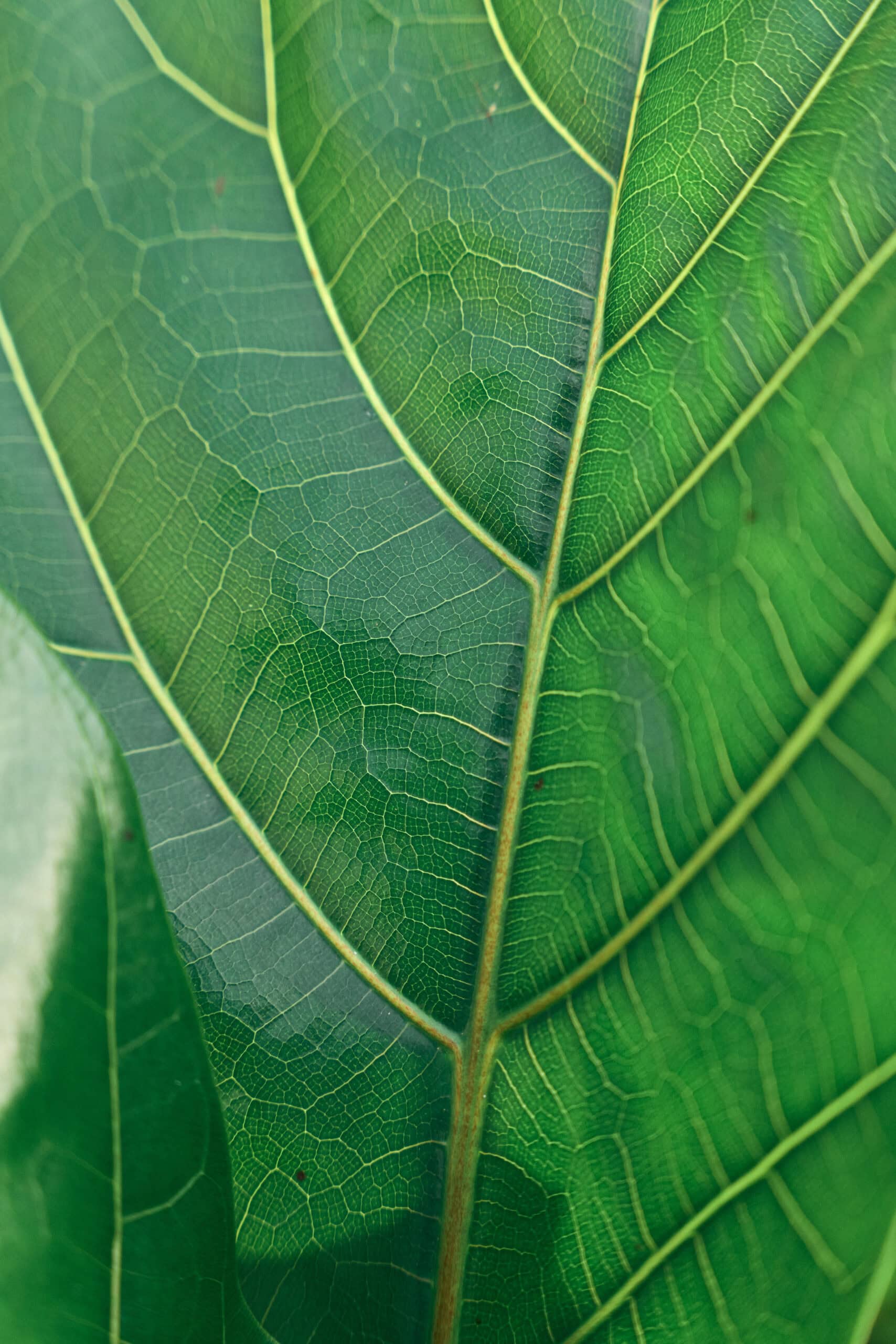 Ficus Lyrata 300mm - Image 5