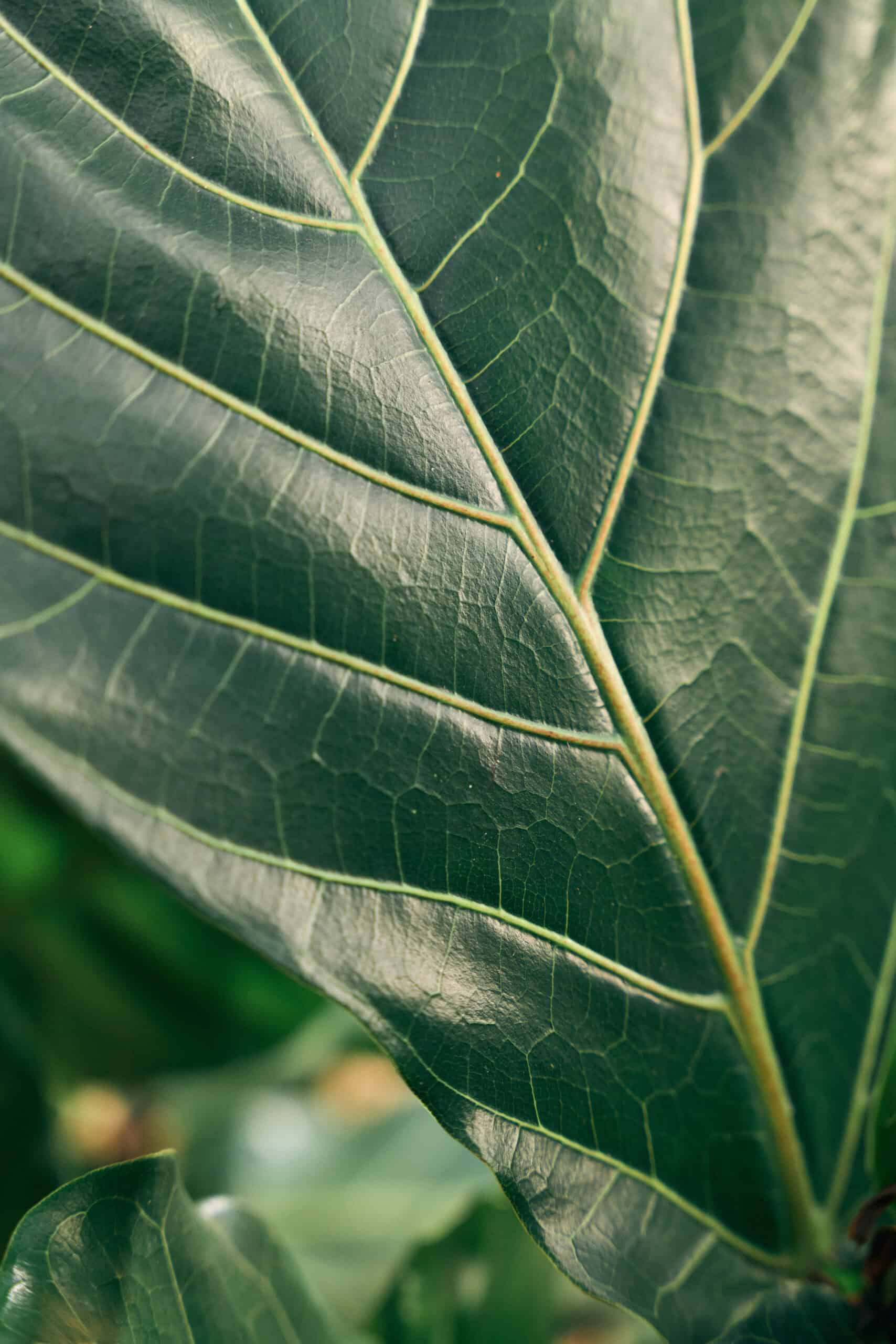 Ficus Lyrata 300mm - Image 4
