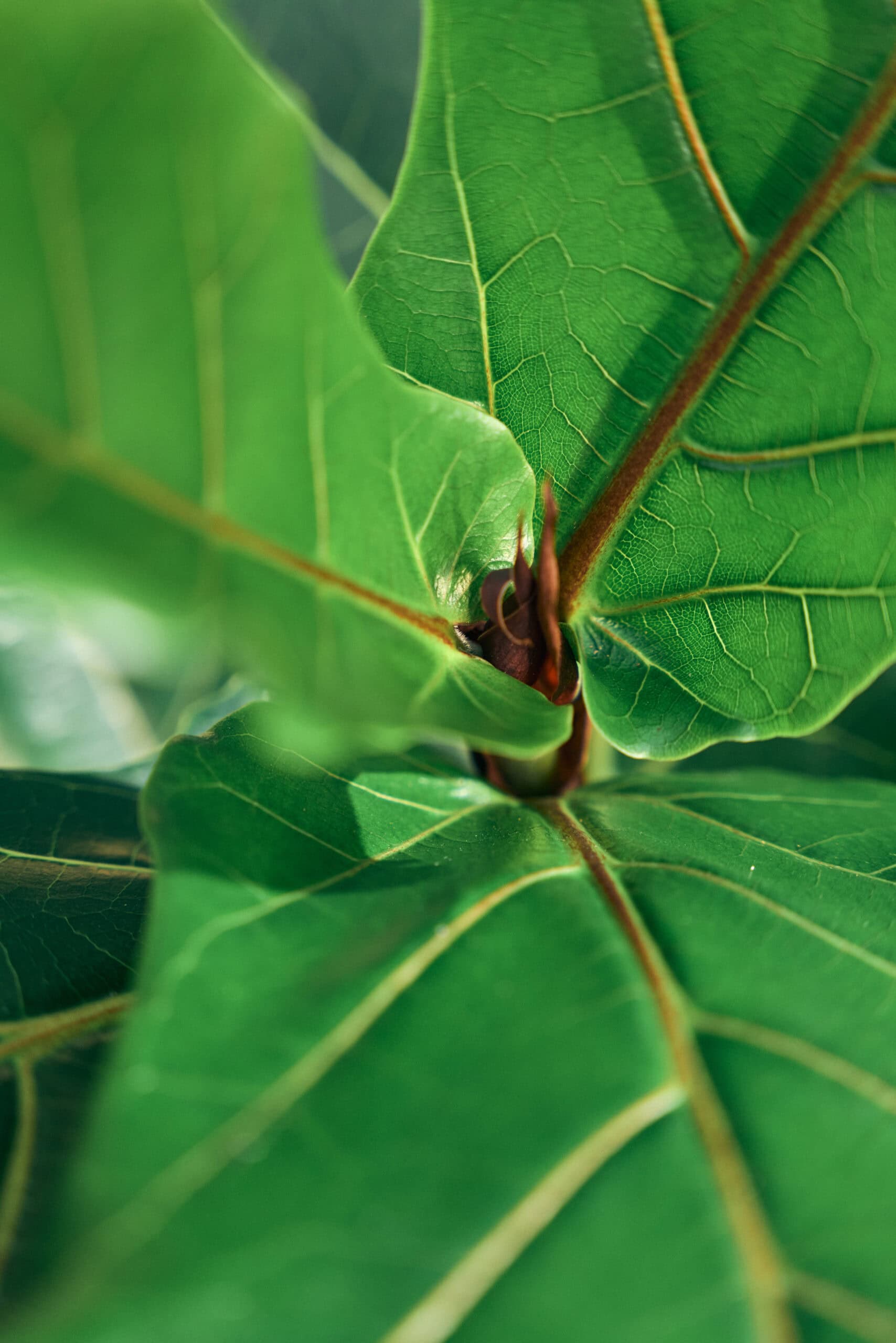Ficus Lyrata 300mm - Image 3