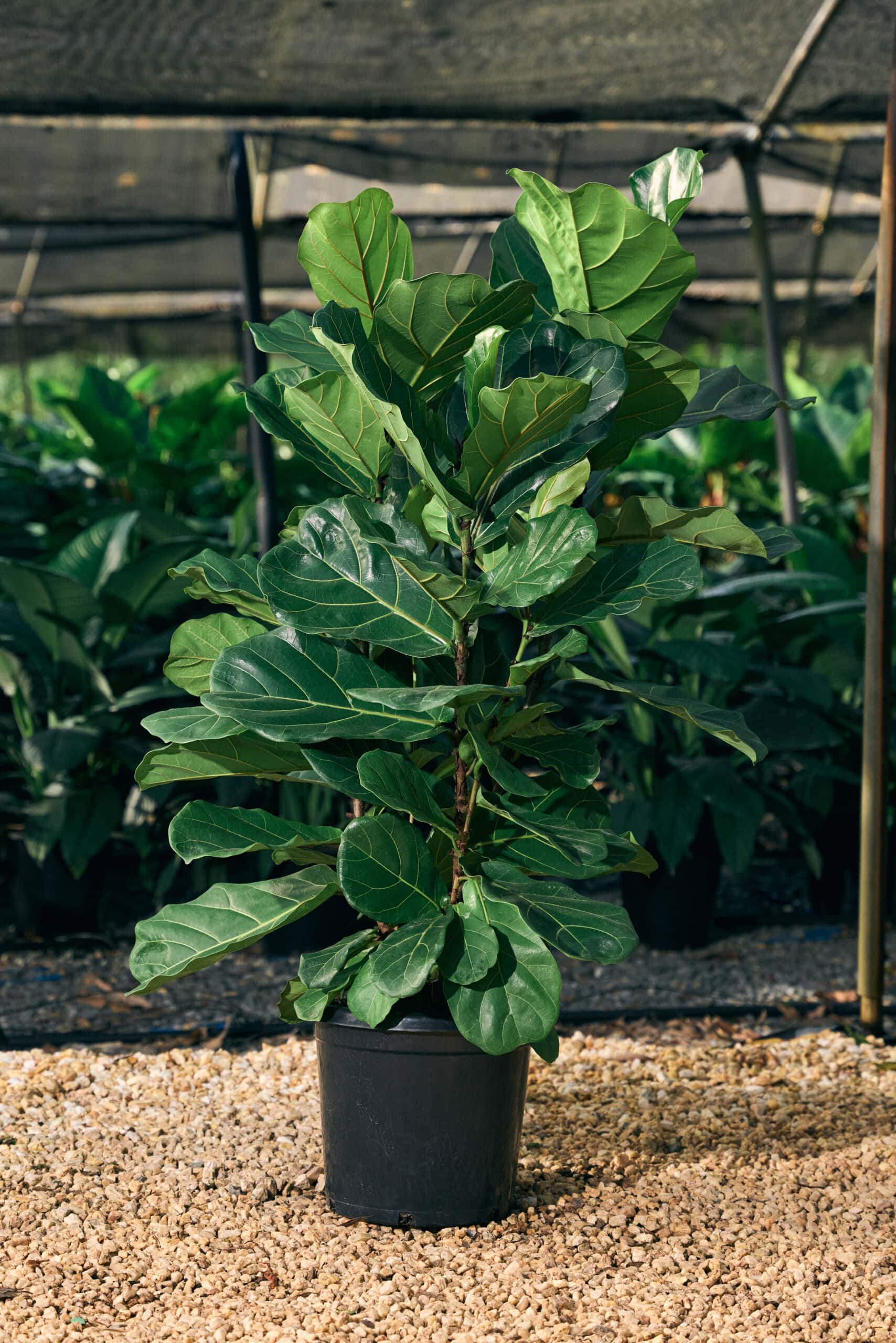 Ficus Lyrata 300mm - Image 2