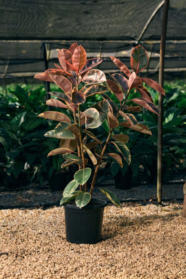 10 Inch Ficus Ruby Ficus Elastica (Ruby) 300mm - Indoor Plant Growers