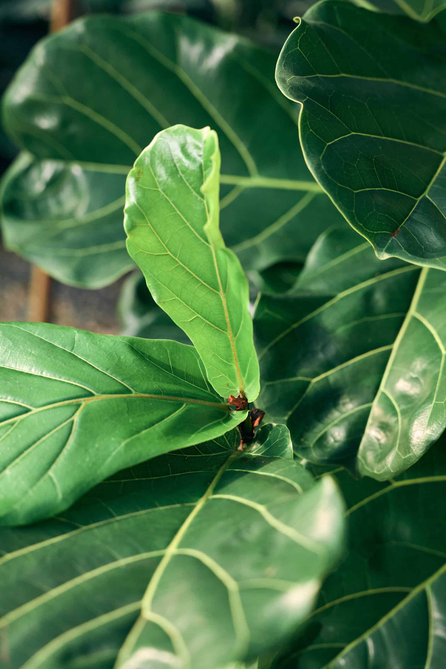 Ficus Lyrata 400mm - Image 5