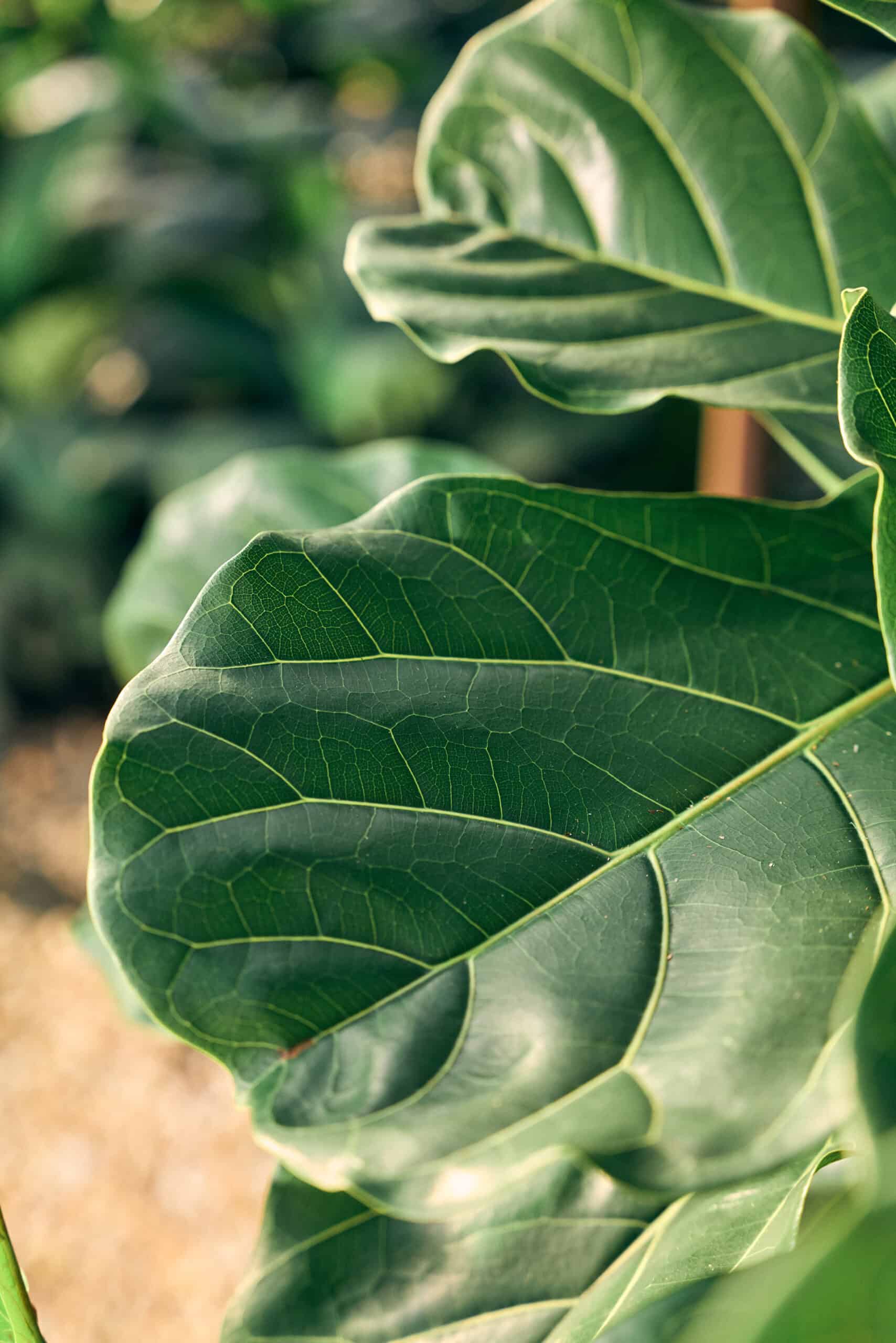 Ficus Lyrata 400mm - Image 4
