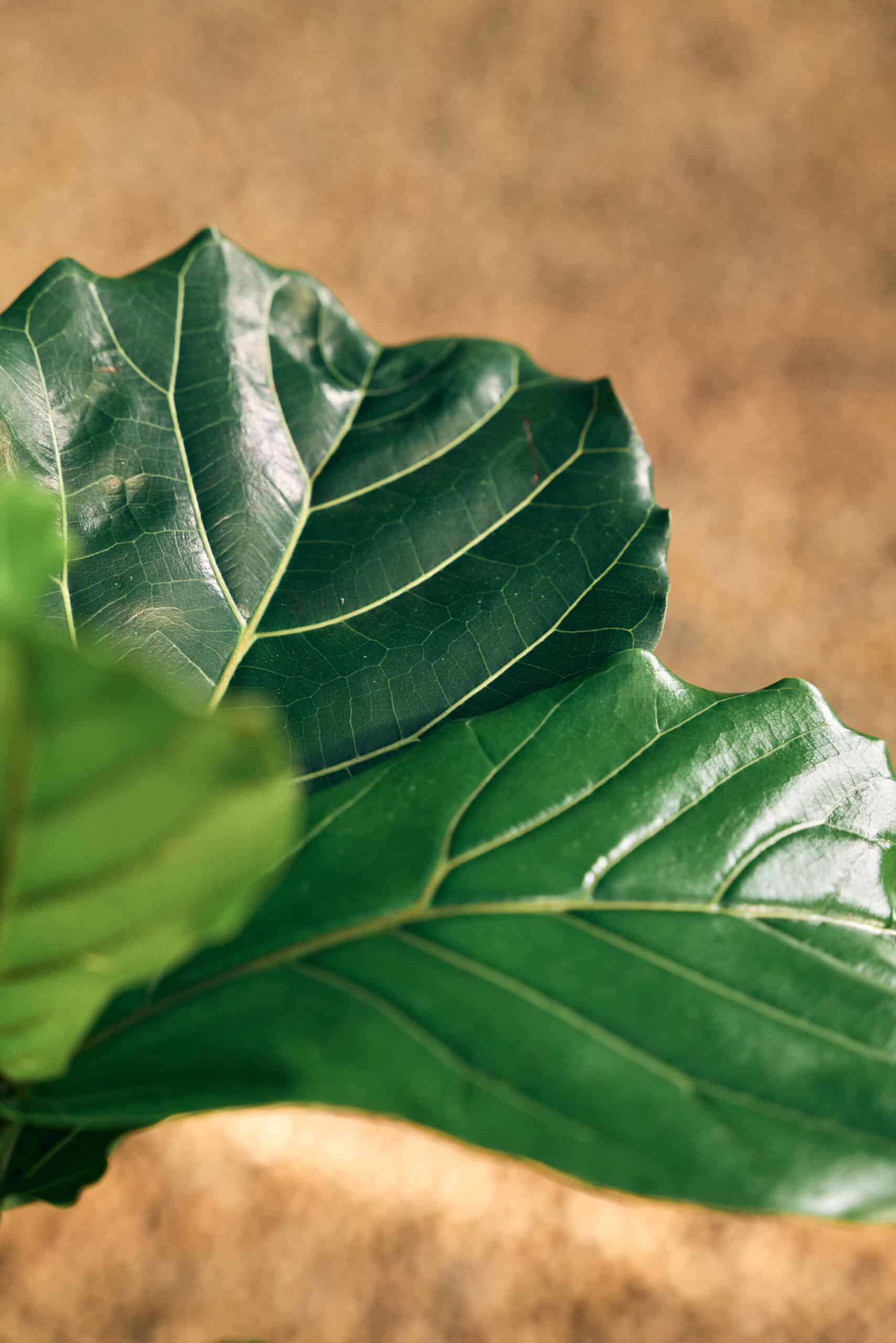 Ficus Lyrata 400mm - Image 3