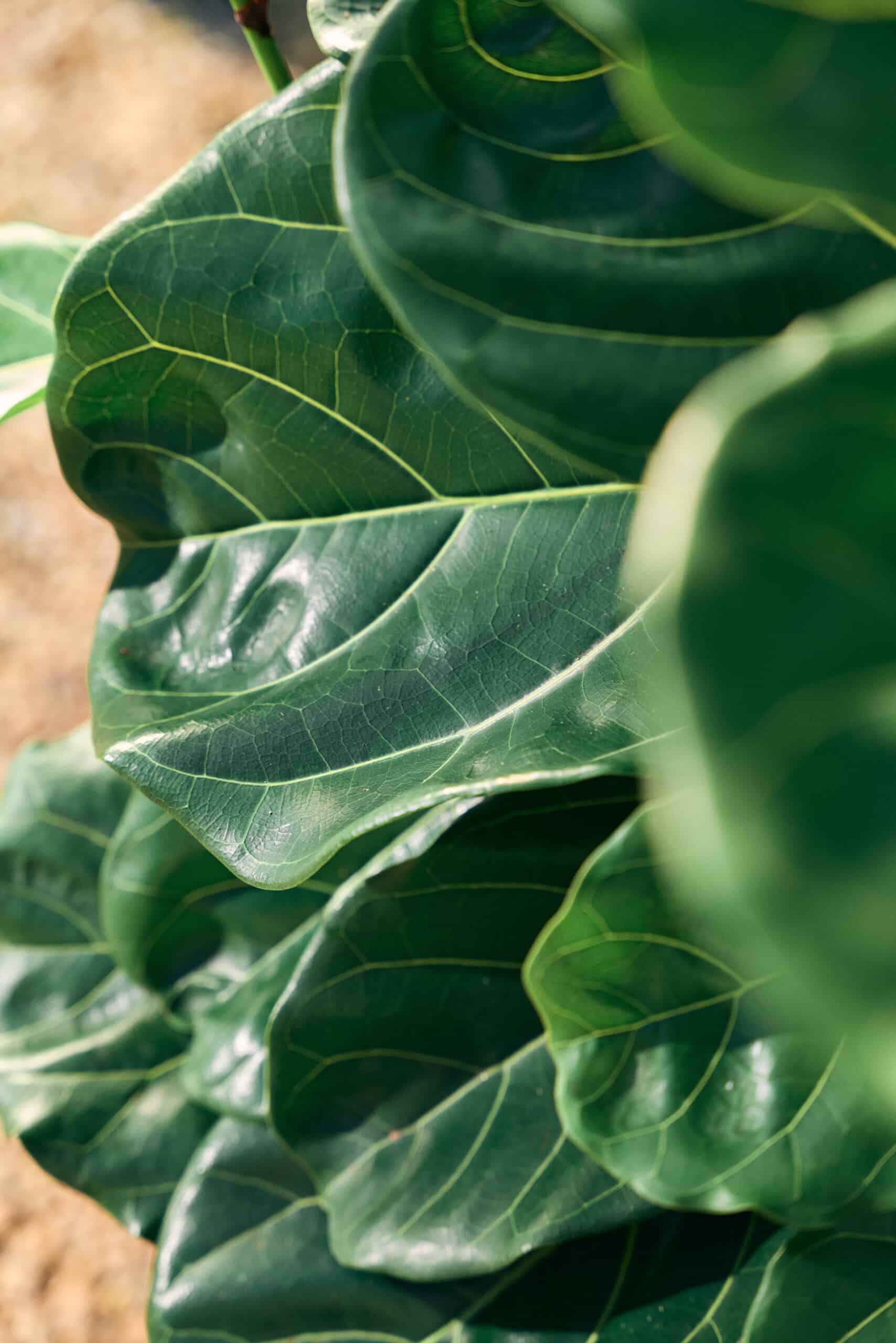 Ficus Lyrata 400mm - Image 2