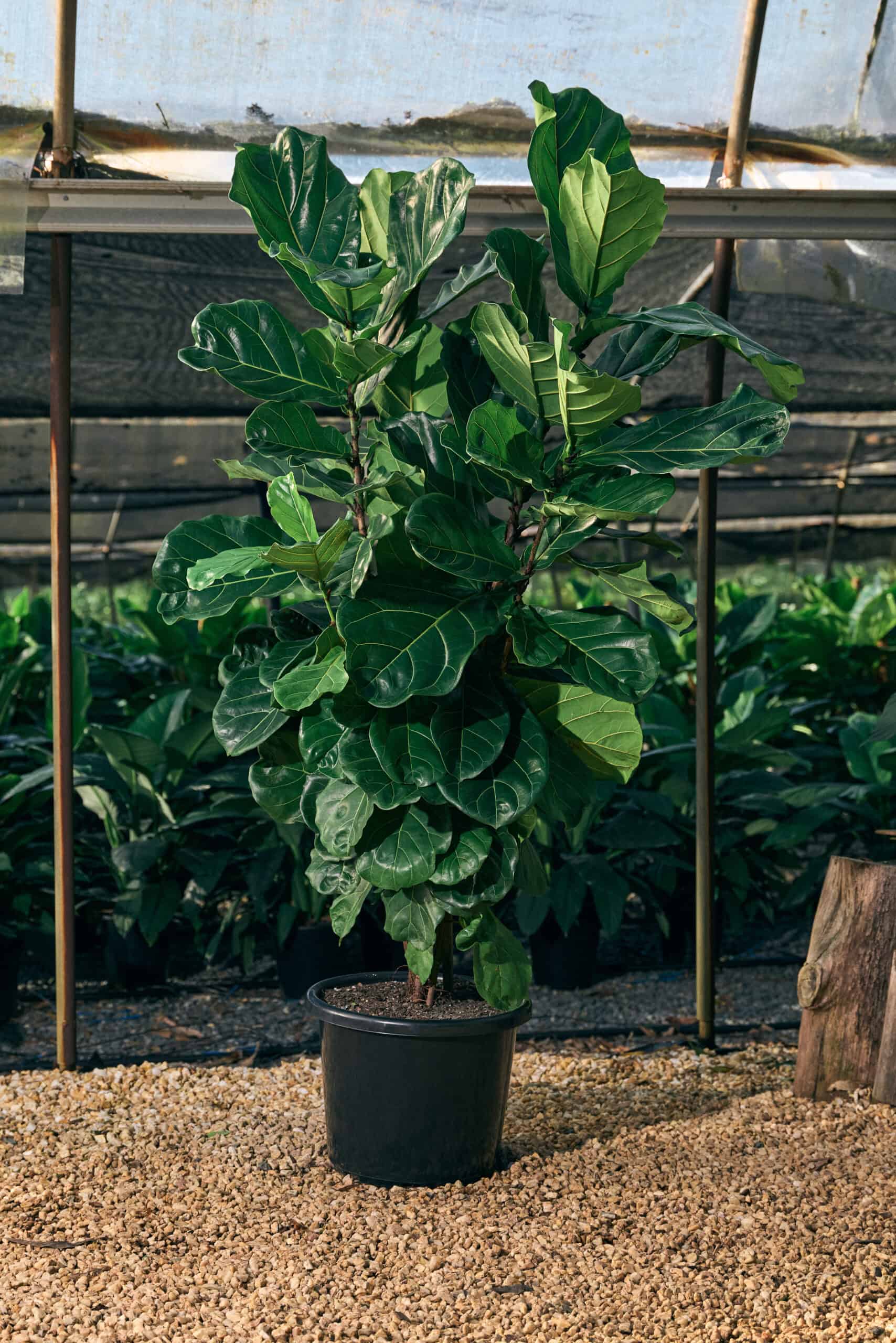 Ficus Lyrata 400mm