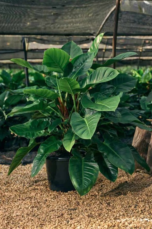 Philodendrons – Indoor Plant Growers